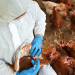 Governo confirma primeiro foco de gripe aviária em granja comercial e acende alerta no setor agropecuário
