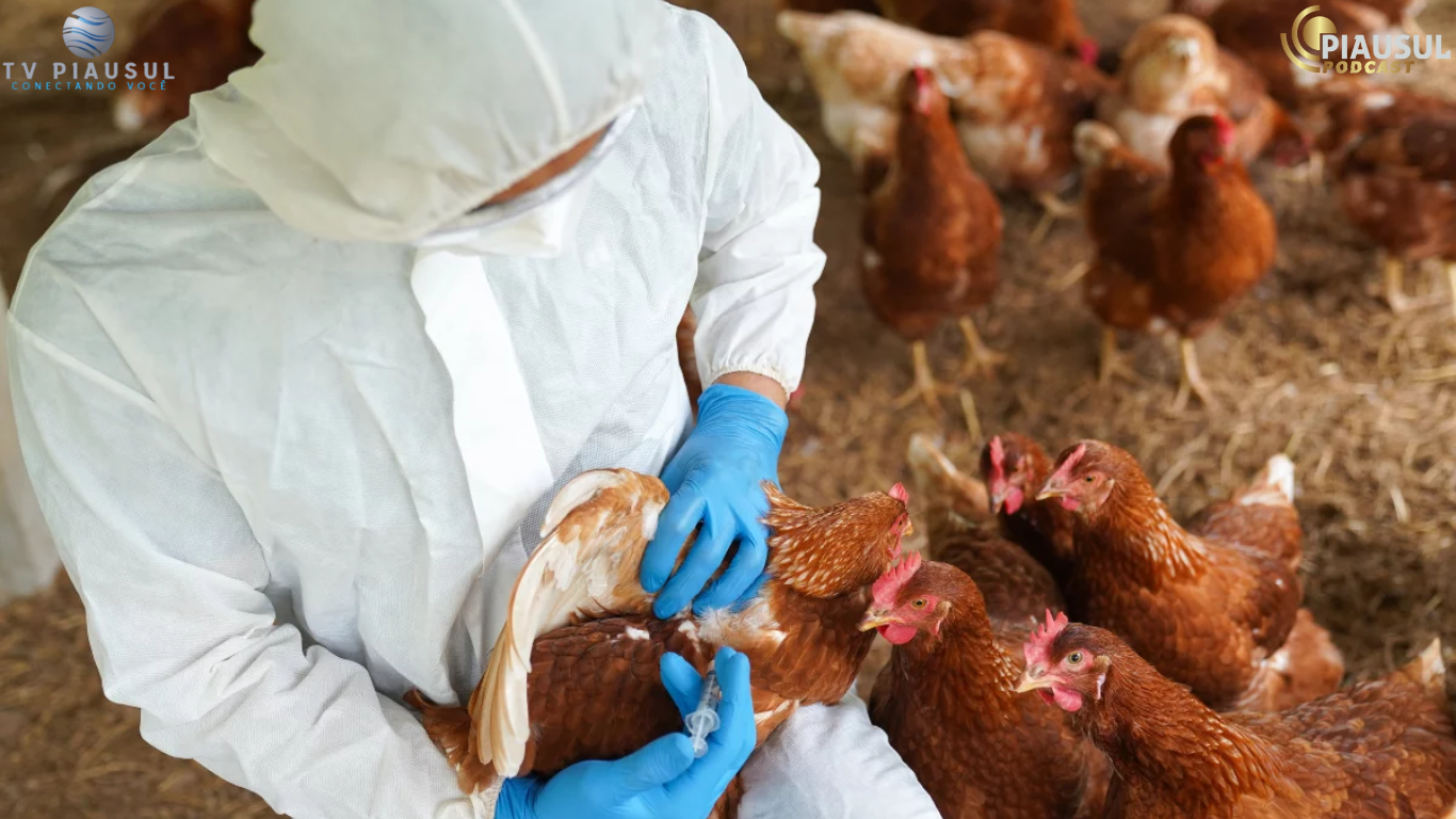 Governo confirma primeiro foco de gripe aviária em granja comercial e acende alerta no setor agropecuário