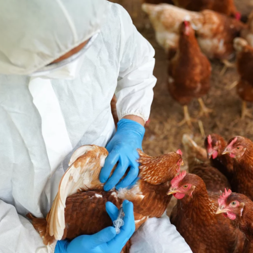 Governo confirma primeiro foco de gripe aviária em granja comercial e acende alerta no setor agropecuário